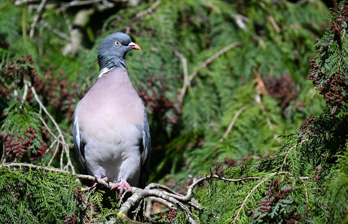 2026-03-17 3 Wood pigeon
